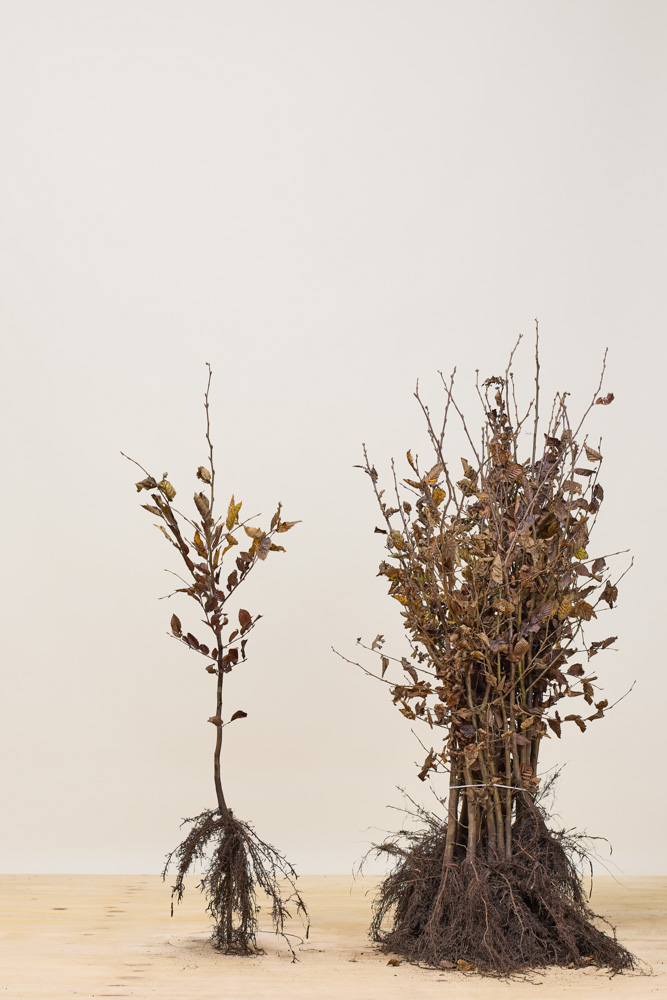 Haagbeuk blote wortel 80-100 cm Blote wortel