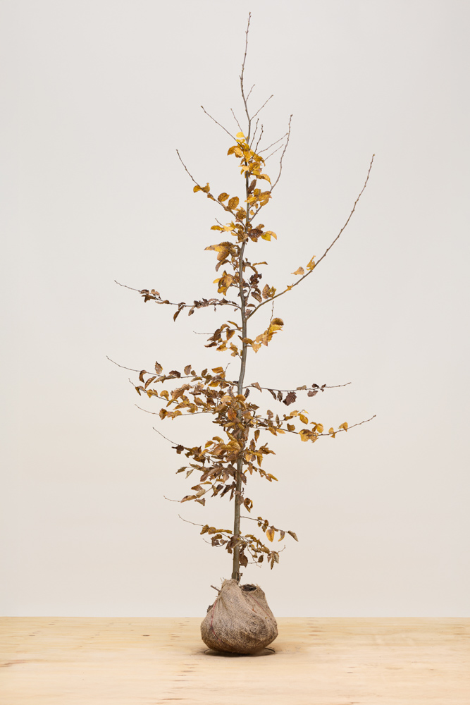 Haagbeuk kluit 175-200 cm Kluit