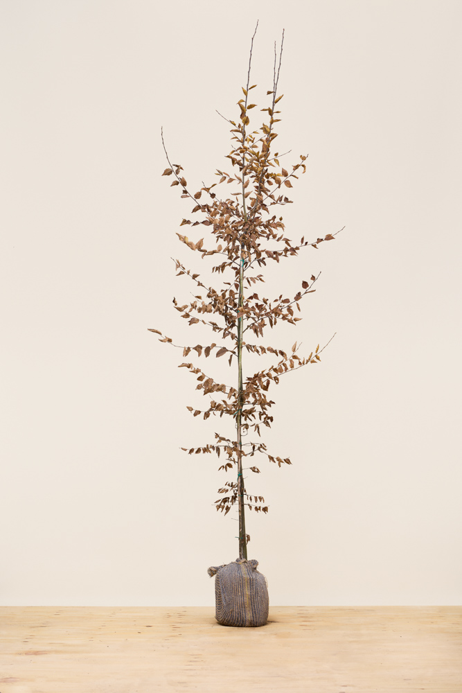 Haagbeuk kluit 200-225 cm Kluit