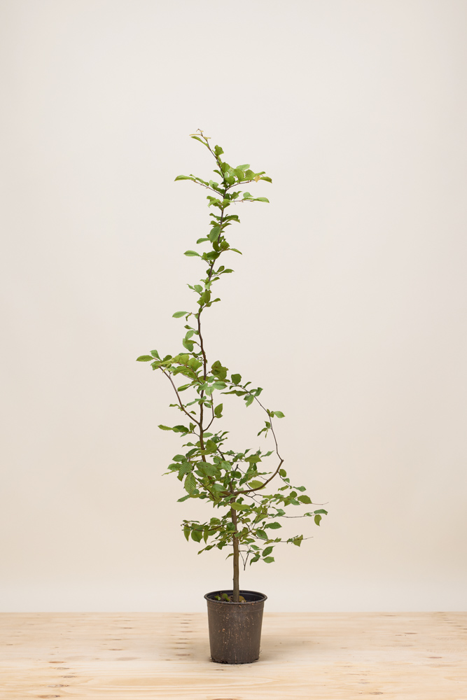 Haagbeuk pot 100-125 cm Pot