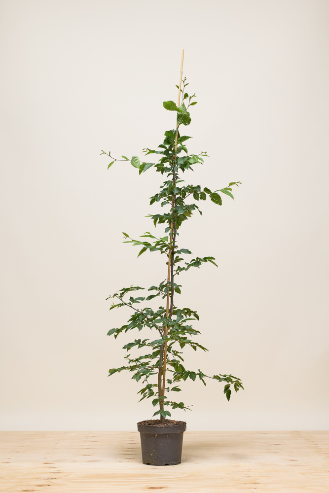 Haagbeuk pot 125-150 cm Pot