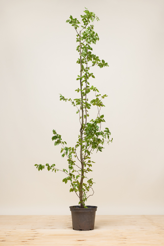 Haagbeuk-Pot-175-200