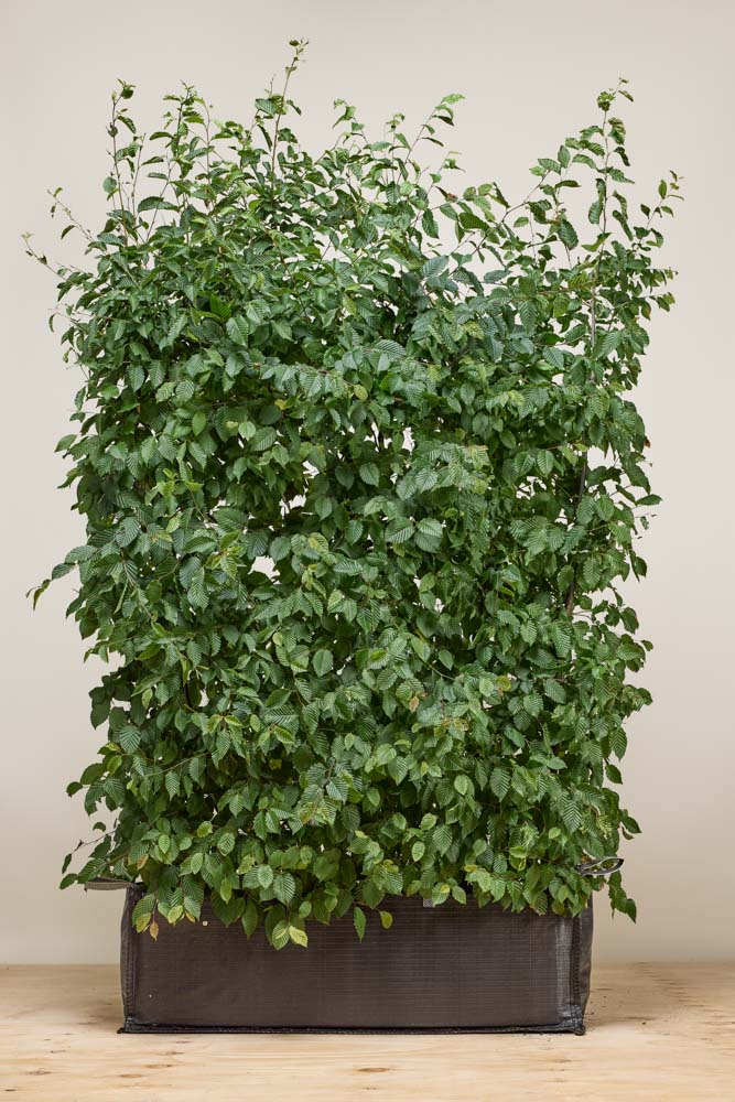 Haagbeuk kant-en-klaar 160+ cm Kant-en-klaar