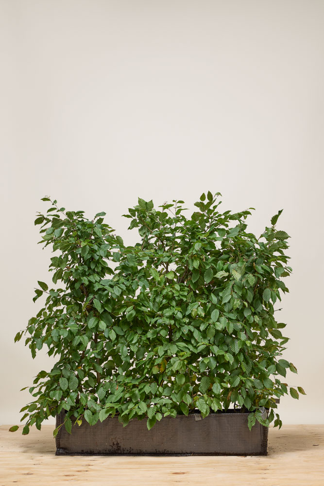 Haagbeuk kant-en-klaar 80-100 cm Kant-en-klaar
