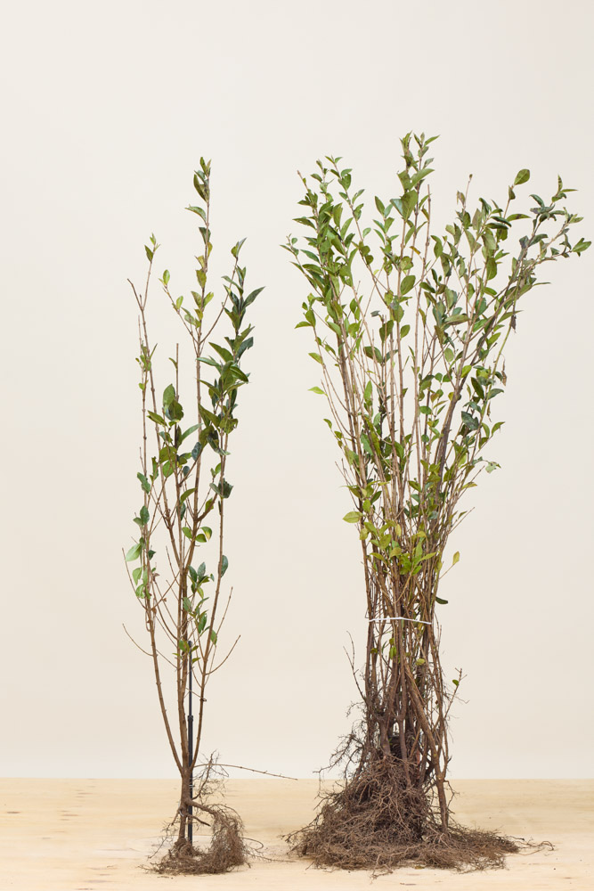 Haagliguster blote wortel 100-125 cm Blote wortel