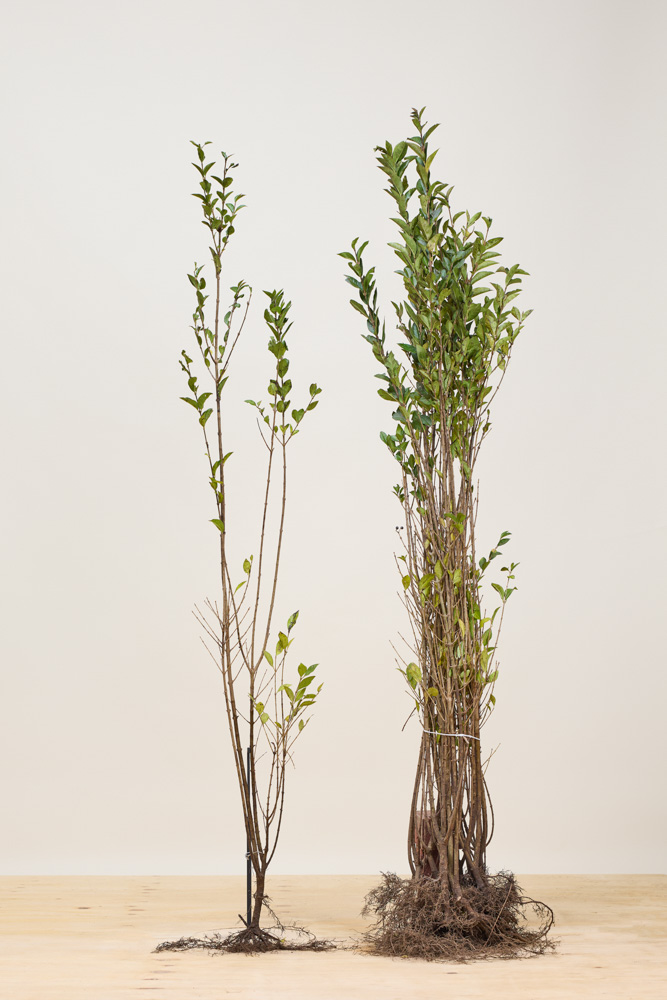 Haagliguster blote wortel 125-150 cm Blote wortel