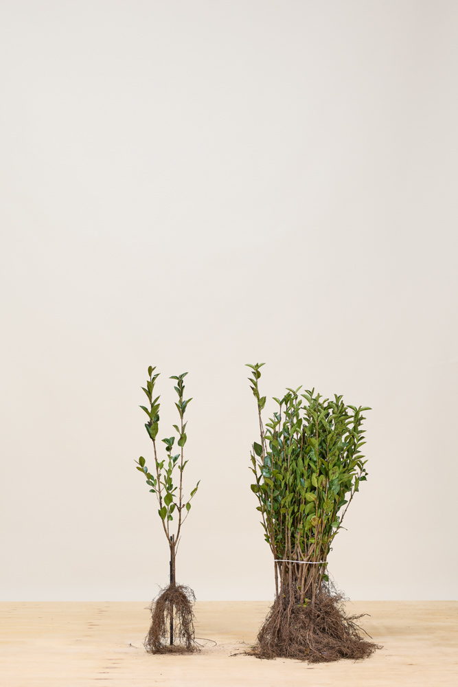 Haagliguster blote wortel 40-60 cm Blote wortel