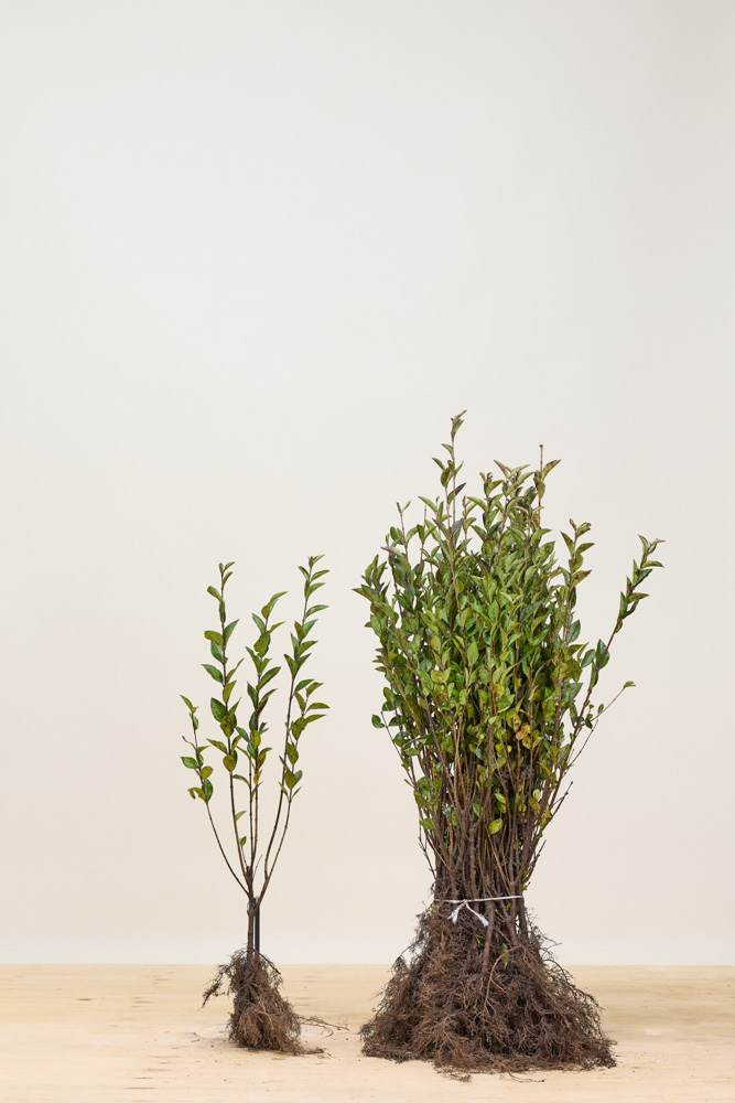 Haagliguster blote wortel 60-80 cm Blote wortel