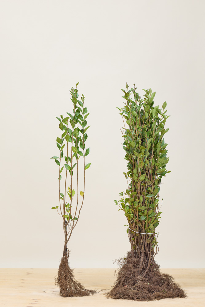 Haagliguster blote wortel 80-100 cm Blote wortel