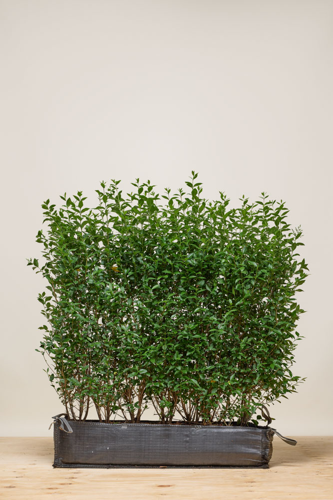 Haagliguster-Kant-En-Klaar-80-100