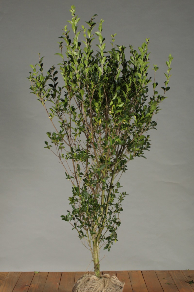 Haagliguster kluit 125-150 cm Kluit