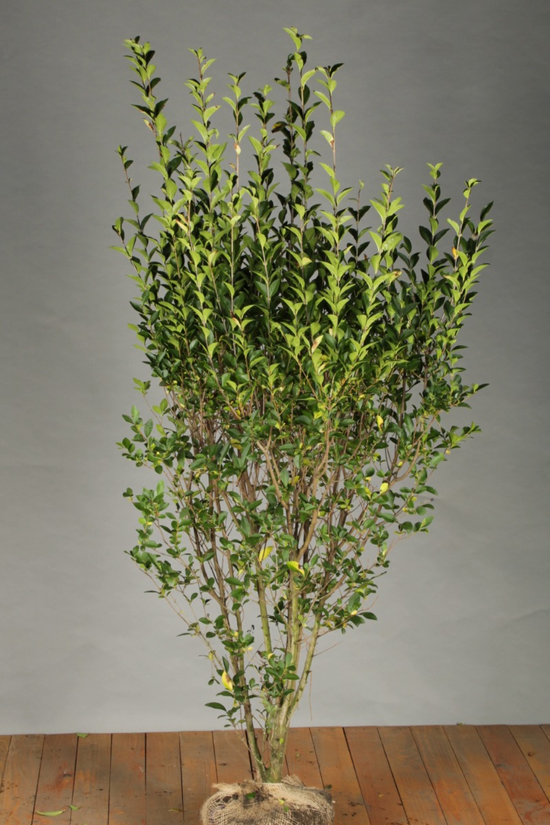 Haagliguster kluit 150-175 cm Kluit