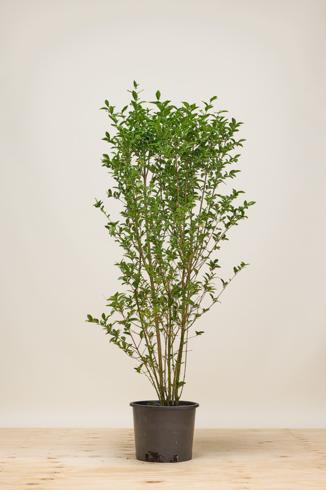 Haagliguster pot 125-150 cm Pot