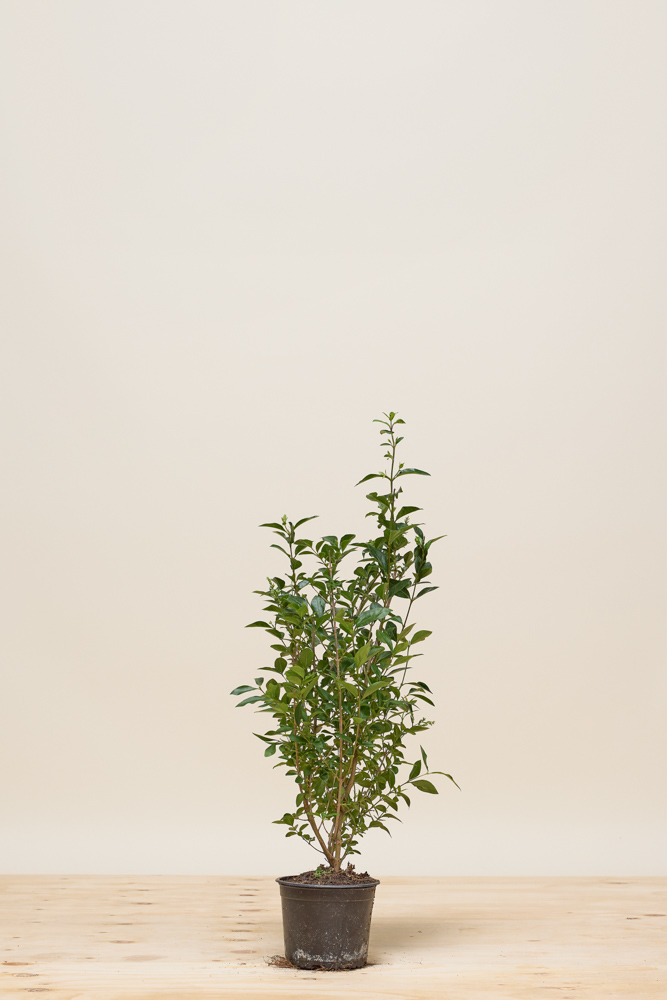 Haagliguster pot 60-80 cm Pot