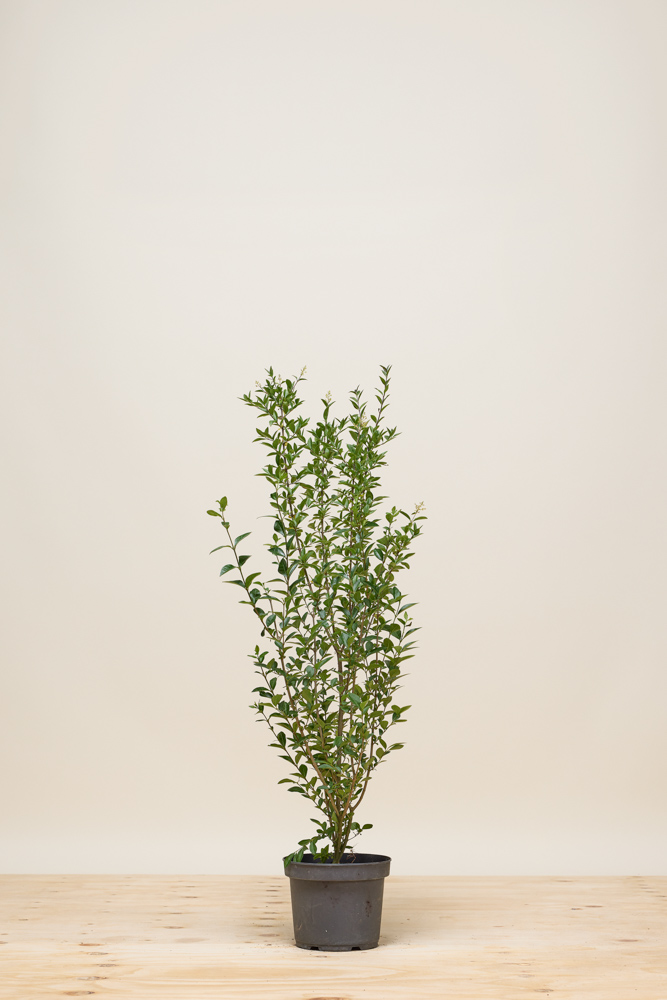 Haagliguster pot 80-100 cm Pot