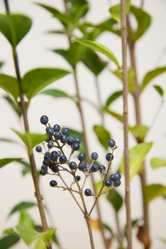 Haagliguster-ALG INZ