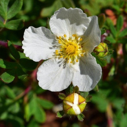 Heesterganzerik-Abbotswood-ALG INZ