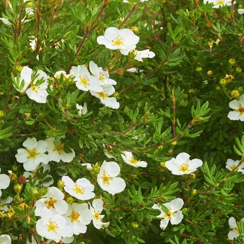 Heesterganzerik 'Abbotswood'