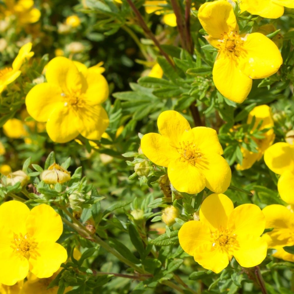 Heesterganzerik 'Goldfinger'