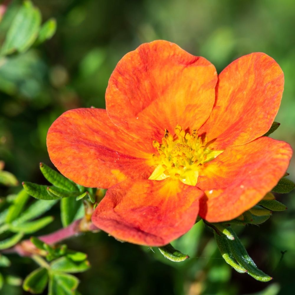 Heesterganzerik 'Red Ace'