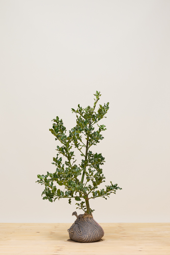 Hulst-Alaska-Kluit-80-100