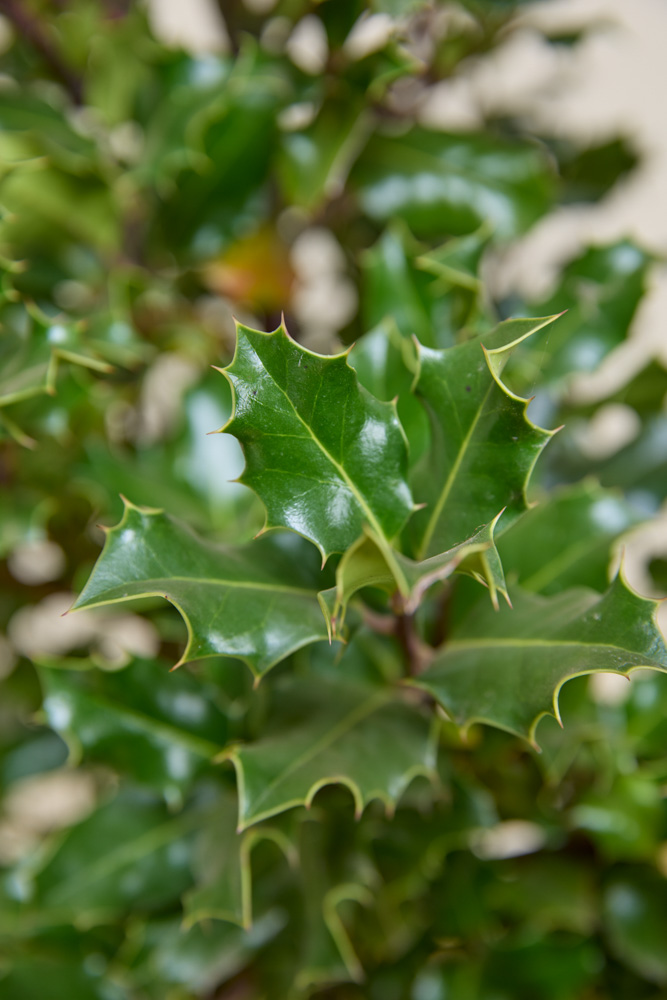 Hulst-Alaska-ALG INZ