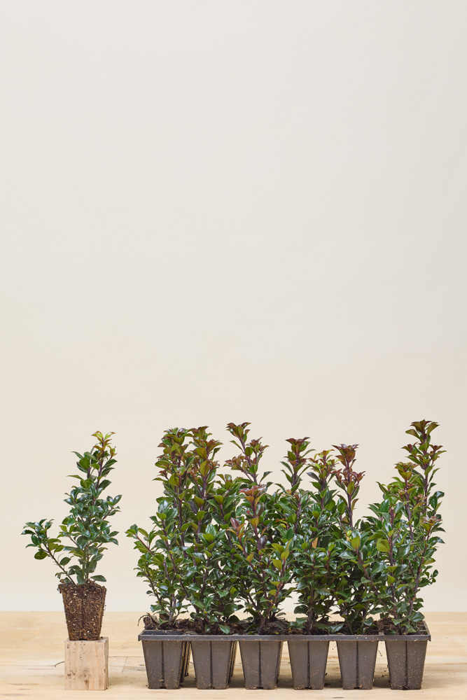 Hulst-Heckenfee-Kluit-25-30