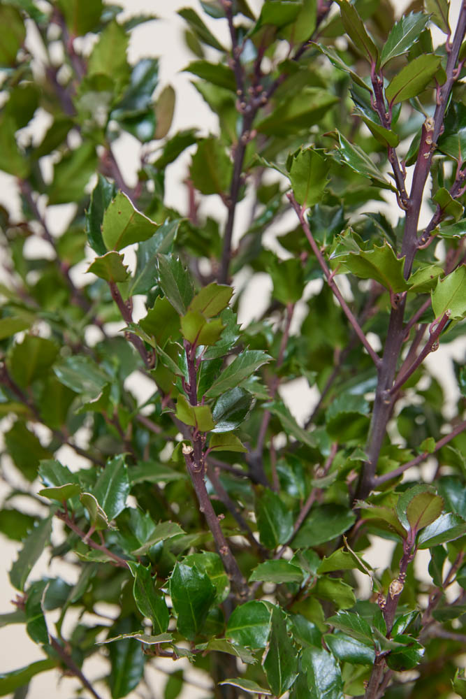 Hulst-Heckenfee-ALG INZ