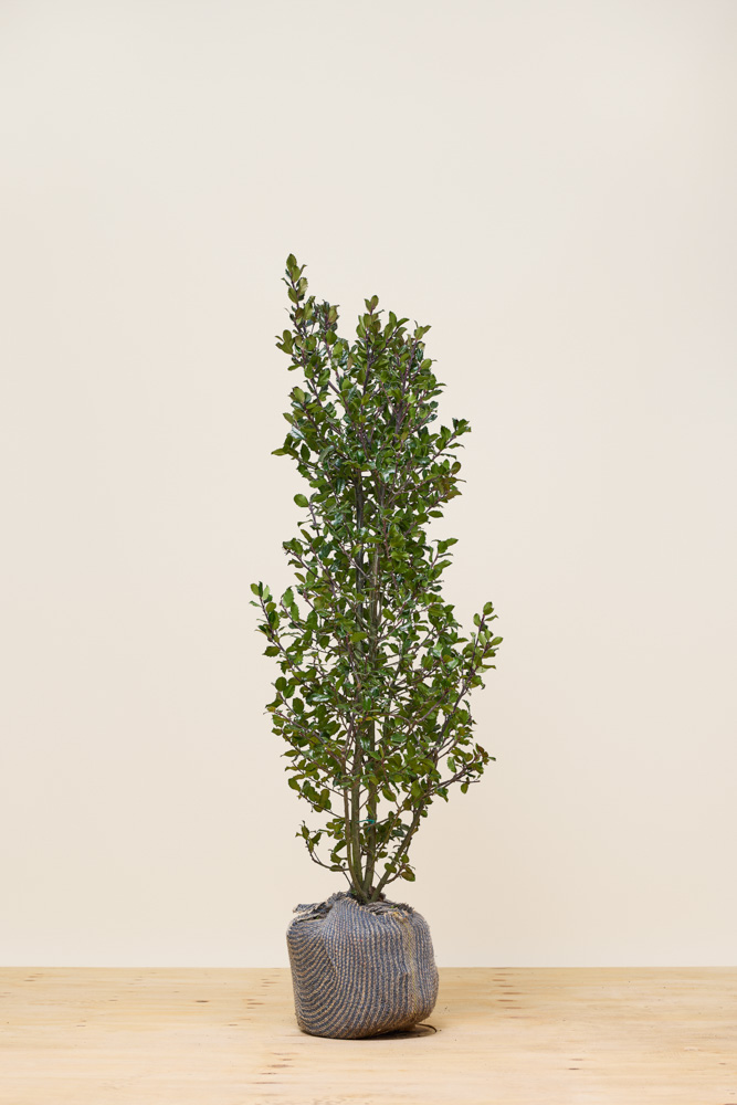 Hulst-Heckenpracht-Kluit-125-150