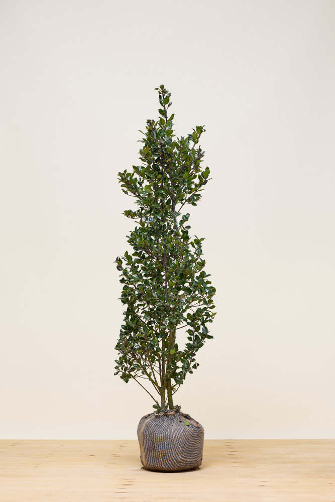 Hulst-Heckenpracht-Kluit-150-175