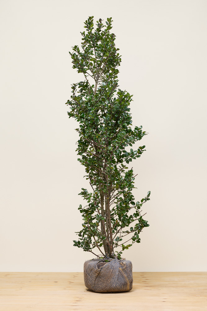 Hulst-Heckenpracht-Kluit-200-225