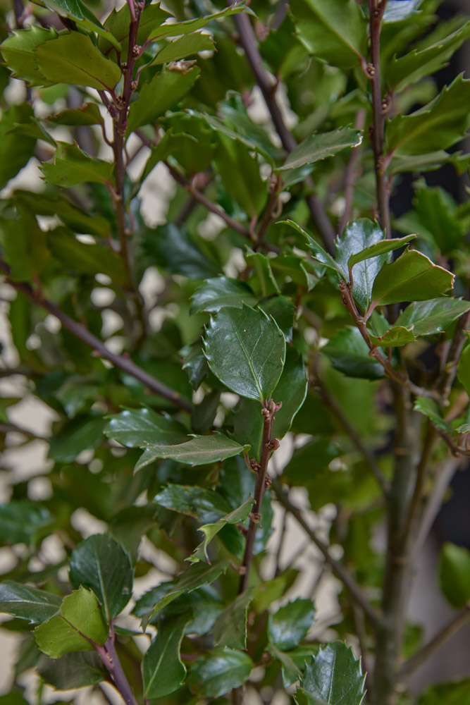 Hulst-Heckenpracht-ALG INZ