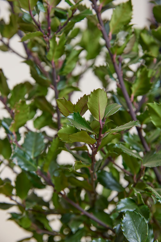 Hulst-Heckenstar-ALG INZ