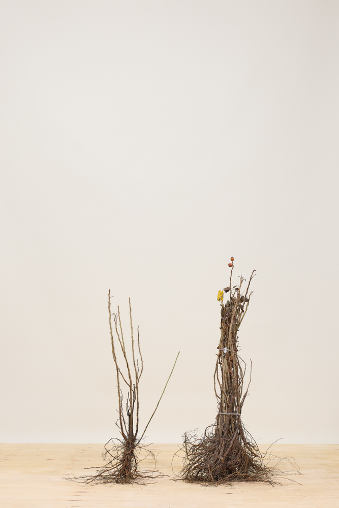 Japanse bottelroos blote wortel 40-60 cm Blote wortel