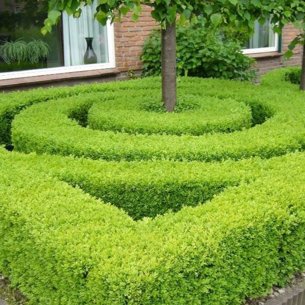 Japanse hulst (buxusalternatief)