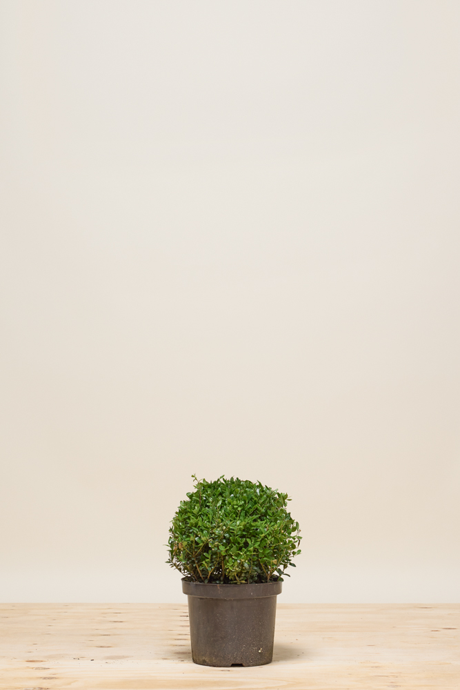 Japanse hulst bol 30 cm Pot