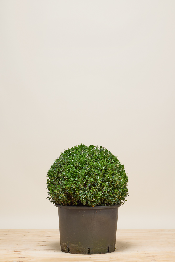 Japanse hulst bol 50 cm Pot
