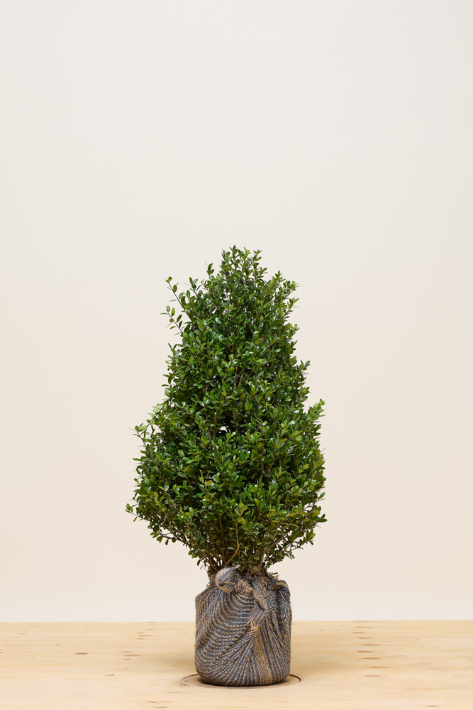 Japanse-Hulst-Kluit-60-80