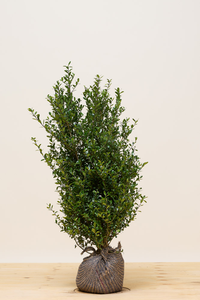 Japanse Hulst Kluit 80 100