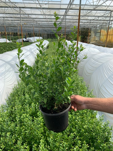 Japanse-Hulst-Pot-30-40