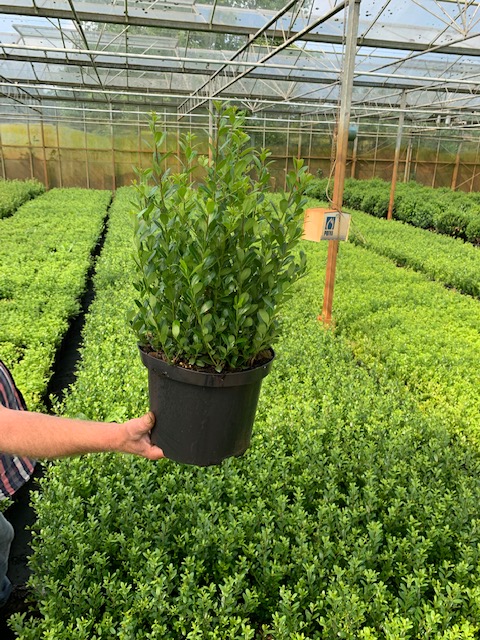 Japanse hulst pot 40-60 cm Pot