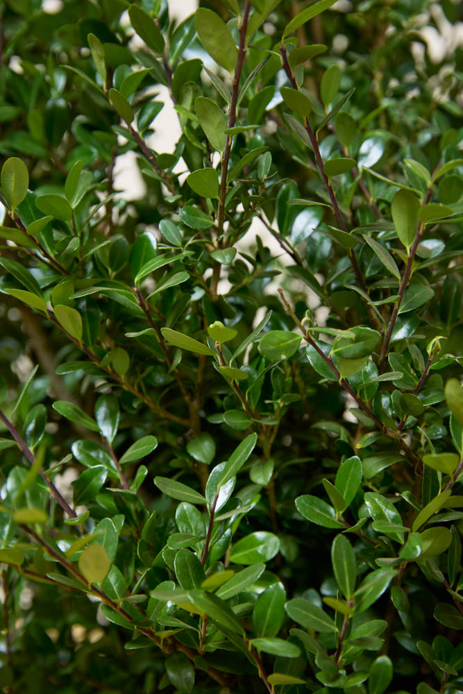 Japanse Hulst detailfoto