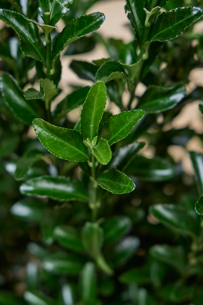 Japanse-Kardinaalshoed-Jean-Hugues-ALG INZ