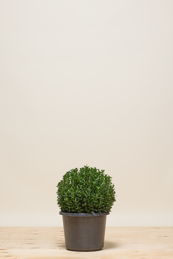 Japanse-Kardinaalshoed-Jean-Hugues-Bol-35