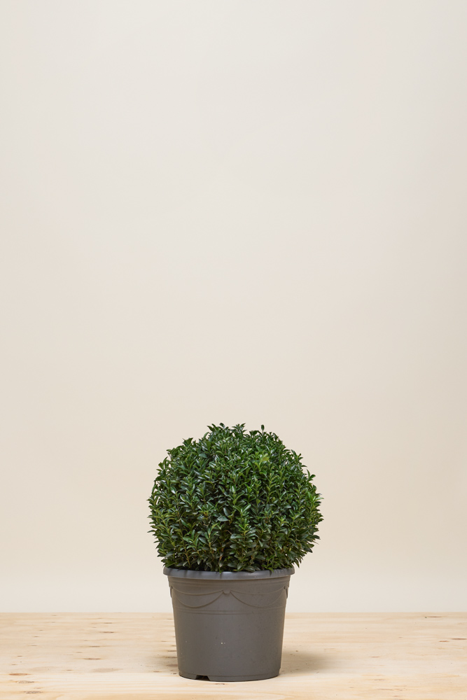 Japanse-Kardinaalshoed-Jean-Hugues-Bol-40