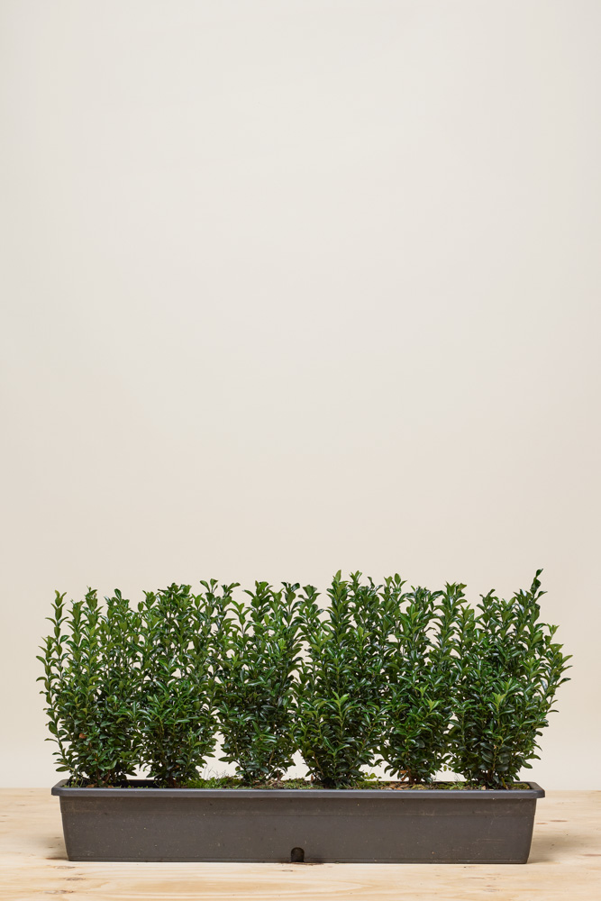 Japanse-Kardinaalshoed-Jean-Hugues-Kant-En-Klaar-40+