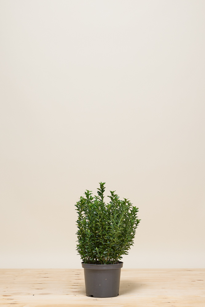 Japanse Kardinaalshoed Jean Hugues Pot 40 50