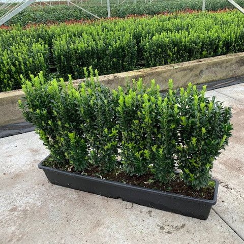 Japanse kardinaalshoed 'Jean Hugues'