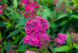 Japanse-Spierstruik-Anthony-Waterer-ALG INZ