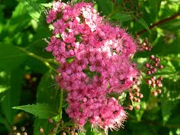 Japanse-Spierstruik-Genpei-ALG INZ